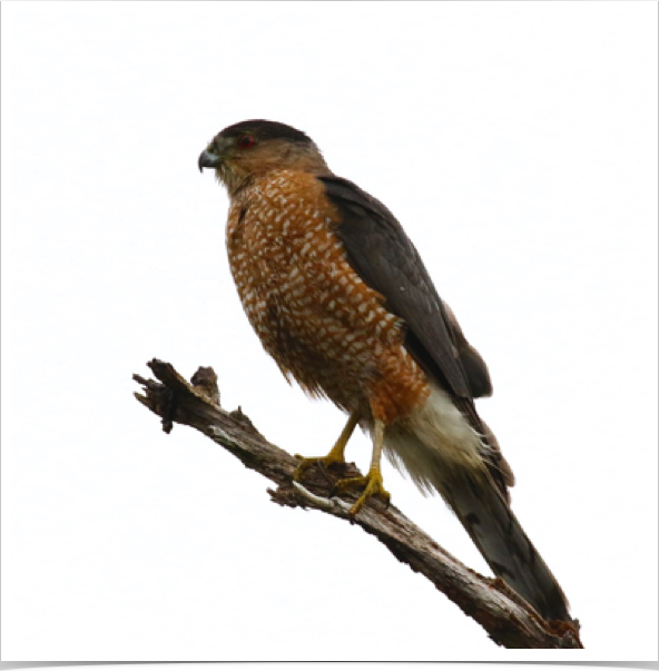 Cooper's Hawk